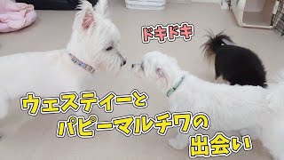 ウェスティーとパピーマルチワの出会い　🐶ひみつきちなう！#1🐶  (チワワ ウエストハイランドホワイトテリア チワックス トイプードル) 2020年8月29日