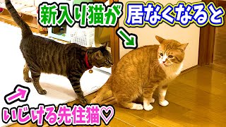 新入り猫と遊んでいたのに居なくなるといじける先住猫が可愛すぎた♡