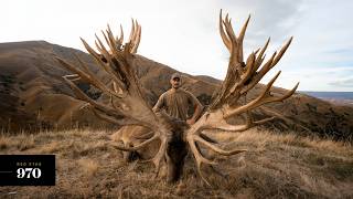 Venator New Zealand | Three Massive Red Stags Scoring Over 900 SCI!