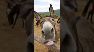 funny donkey singing song