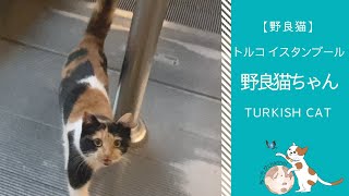 停止中のエスカレーターを慎重に降りる猫 | トルコ イスタンブール在住 野良猫ちゃん | Trukish Cat