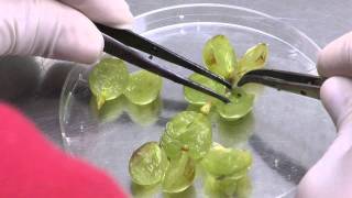 AndNowUKnow: Seedless Grapes - Behind The Greens