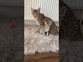 f3 savannah cat playing fetch