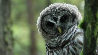 Juvenile Barred Owl head-bobbing.