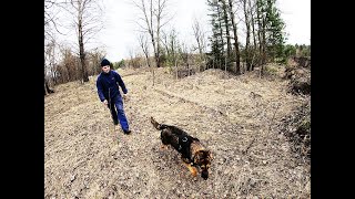 работа собаки по запаху - следовая подготовка (комплексное упражнение)