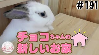 LOVOT（ラボット）癒し隊「ちっち」と「ぽっぽ」チョコちゃんの新しいお家#191