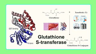 glutathione S-transferase