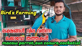 Aj's Pet's Alappuzha|മക്കാവോ തത്തകൾ|തത്ത വളർത്തൽ| Macaw parrot|Cockatto Farm | Birds Farming Kerala