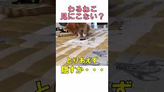 猫にかりんとうをあげてみた！ #shorts