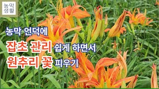 [텃밭 농막]농막 언덕에 잡초 관리 쉽게 하면서 원추리 꽃 피우기