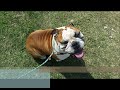 aggressive english bulldog bueller learning manners with houston dog training