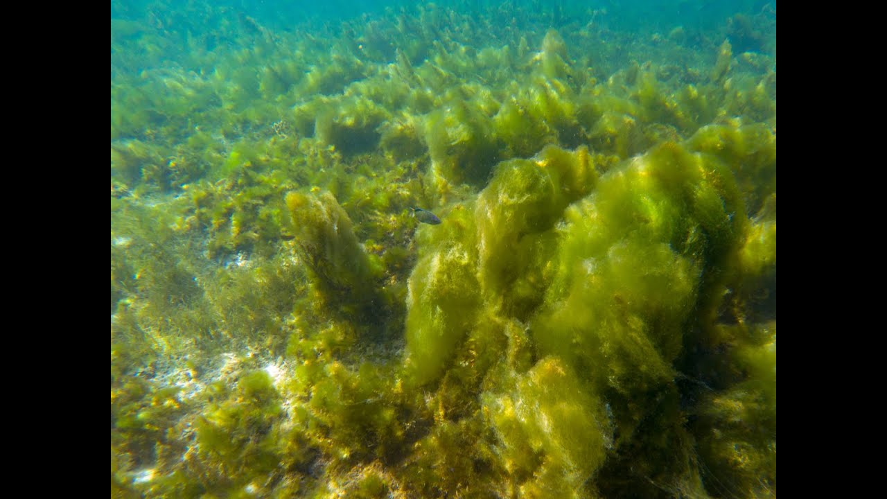 Phytoplankton Morphic Field Youtube