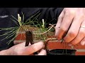 3 buck pine bonsai bonsai on a budget bonsai for beginners