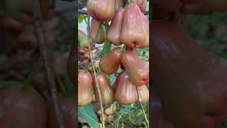 Homegarden water apple🥰 #fruitgarden #gardening #mygarden #shorts #ytshorts #beautifulnature🤩