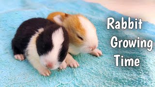 Baby Rabbit Growing Up | Rabbit Cute Little Pastoral Pet #cute #pets #animals