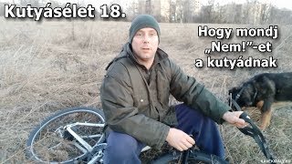 Kutyásélet 18. Hogy mondj „Nem!”-et a kutyádnak (kutyanevelési tipp 2019)