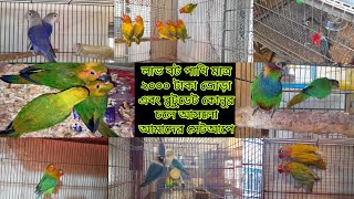 লাভ বার্ড পাখি মাত্র ২০০০ টাকা জোড়া ব্লুঠোডেট কোনুর চলে আসলো আমাদের সেটআপে