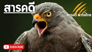 สารคดีสัตว์โลก เหยี่ยวผึ้ง นักล่าจอมพเนจร | สารคดีนก เหยี่ยว สารคดีพากย์ไทย สารคดีสัตว์ป่า นกนักล่า