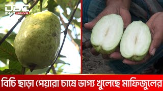 নাটোরে বিচি ছাড়া পেয়ারা | DBC NEWS Special