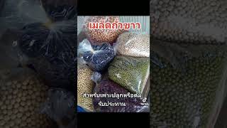 ถั่วขาว​  เมล็ด​พันธุ์​สำหรับ​เพาะ​หรือรับประทาน​โทร​0876069955​ไอดี​ไลน์​aungsara09​