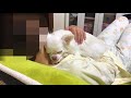 眠くなった時の犬が、ママの上で甘える胸キュンな様子 a dog when she gets sleepy shows a chest cum on her mother