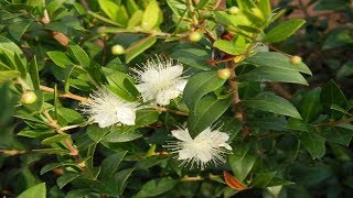 Para Que Sirve El Arrayán O Mirto Propiedades Curativas (Myrtus communis)