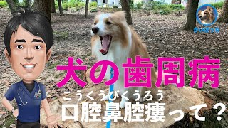 【犬の口腔鼻腔ろう】一部閲覧注意ですよ。獣医師が解説します。