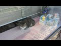 A cat is relaxing in a shop window Kyoto Japan 2024 Jun 05