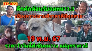 EP.459 ราคาวัววันนี้ 19 พ.ย. 67 ตลาดนัดบ้านเชียงหวาง จ.ยโสธร