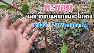 พะยอม ตอนเล็กชอบแตกกอ ไม่ตรง ทำไงดี? คลิปนี้มีคำตอบ [ดินแดนแห่งเสรีภาพ]