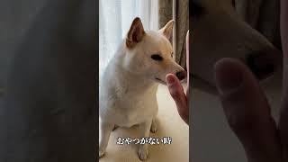 おやつがある時と無い時のハイタッチの違い　#柴犬 #shorts  #犬 #shibainu