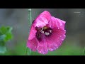 beautiful piano music relaxing music rain sounds stress relief sleep music emma