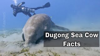 Dugong Sea Cow | Facts