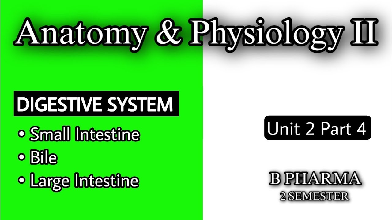 SMALL INTESTINE | BILE | LARGE INTESTINE | DIGESTIVE SYSTEM | UNIT 2 ...