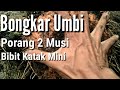 Bongkar Umbi Porang 2 Musim Dari Katak Mini