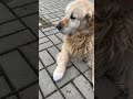 Пес всегда рядом серьезный 🐾 животные собаки собачки собака собакаулыбака пушистики dog