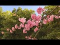 【自然癒し】春 桜 さくら 花 自然 癒し 自然風景 ストレス解消 ヒーリング リラックス