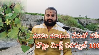 మరుల మాతంగి వేరుతో వశీకరణ బోట్టు మోస్ట్ పవర్ఫుల్ 100%👍🏻7396706945