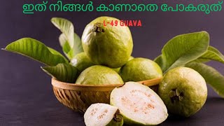 L-49 guava l ലക്ക്നൗ -49 പേരക്ക നിങ്ങൾ കണ്ടാൽ പിന്നെ ഇത് pot ചെയ്യാതെ ഇരിക്കില്ല 🥰 #fruit #kochi