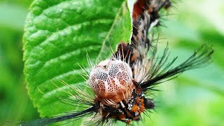 モグモグと葉を食べるカシワマイマイの幼虫