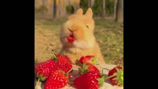 Bunny eating strawberries   😋