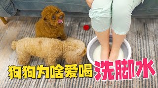 狗狗为啥爱喝洗脚水？知道真相的我快笑疯了！【萌星人火龙果】