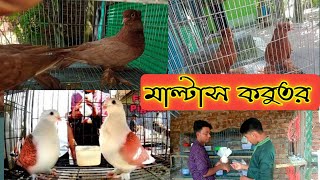 মাল্টাস কবুতর | কবুতর প্রেমিকের কবুতর খামার | kobotor palon poddoti | Comillar Krishi