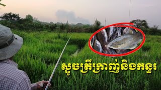 Fishing video - Traditional hook fishing - ស្ទូចត្រីក្រាញ់និងត្រីកន្ធរ