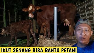 MENOLONG Sapi Petani Karena Kesulitan Beranak, Dara Super Ambing BESAR‼️