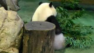 超萌背影話圓仔 ... - 2018.05.23  11:49:24  The Giant Panda Yuan Zai