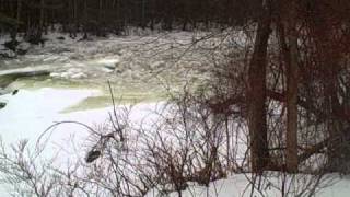 wild ammonoosuc river