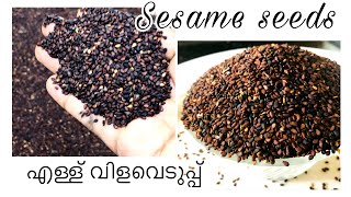 Sesame//വീട്ടിലെ എള്ള് വിളവെടുപ്പ്//krishi/ കൃഷി