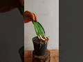 How to Propagate Moonshine Snake Plant from Cuttings. 3 Months Growth update