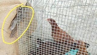 నాగుపాము ని ప్రాణం తీసే పనిచేసిన ఈ కోళ్లు Hens almost killed cobra snake...